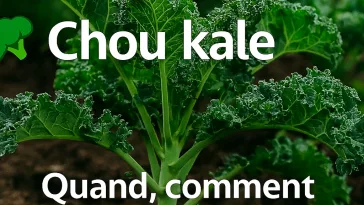 Chou kale au potager, conseils pour savoir quand et comment semer, planter et cultiver pour obtenir des feuilles tendres et savoureuses