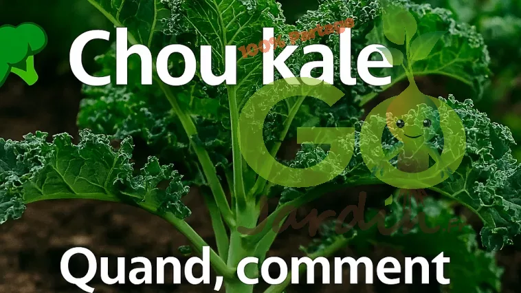 Chou kale au potager, conseils pour savoir quand et comment semer, planter et cultiver pour obtenir des feuilles tendres et savoureuses