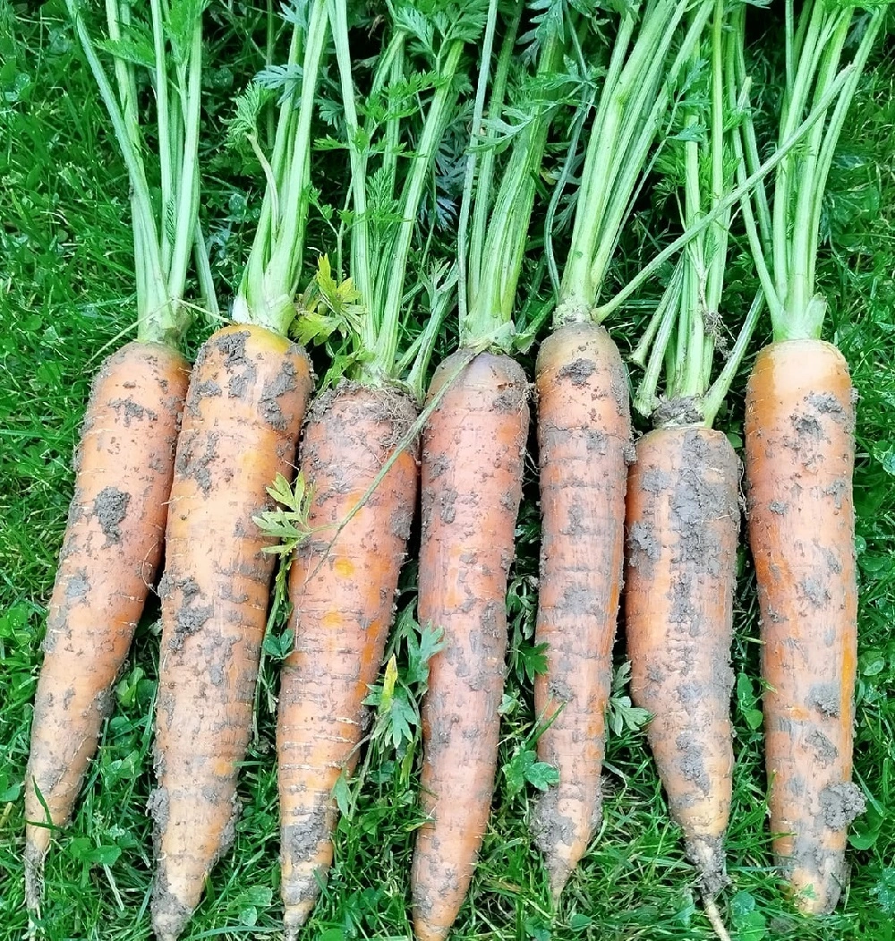 Carottes fraîches avec fanes vertes au potager
