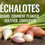 Bulbes d’échalotes grises, roses et longues fraîchement récoltés, posés sur un support en bois avec leurs fanes vertes, accompagnés de conseils pour savoir quand et comment planter, cultiver et conserver