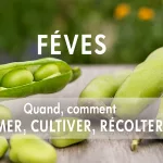 Gousses de fèves vertes ouvertes et fermées, avec grains frais et brillants, disposées sur une surface naturelle, ambiance printanière, accompagnées de conseils pour savoir quand et comment semer, cultiver et récolter
