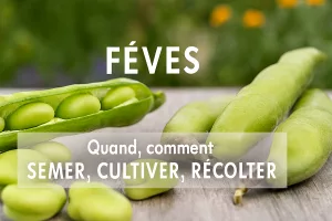 🌱 Fèves – Les premières légumineuses du printemps
