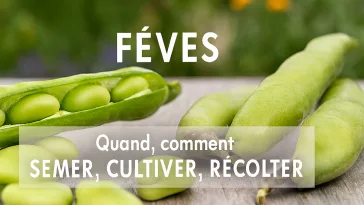 Gousses de fèves vertes ouvertes et fermées, avec grains frais et brillants, disposées sur une surface naturelle, ambiance printanière, accompagnées de conseils pour savoir quand et comment semer, cultiver et récolter