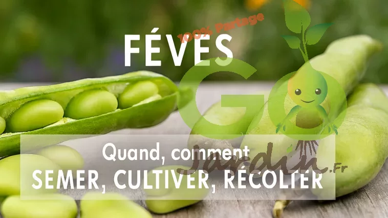 Gousses de fèves vertes ouvertes et fermées, avec grains frais et brillants, disposées sur une surface naturelle, ambiance printanière, accompagnées de conseils pour savoir quand et comment semer, cultiver et récolter