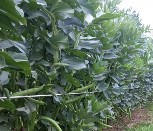 Fèves au potager : quand et comment les semer, cultiver et récolter