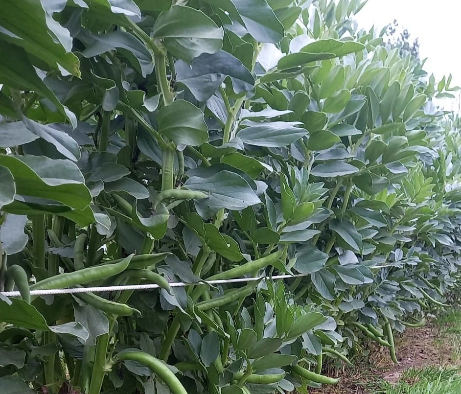 Fèves fraîches au potager