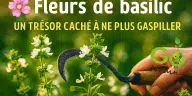 Fleurs de basilic blanches sur tiges vertes, récoltées avec une faucille traditionnelle au jardin – un trésor culinaire, médicinal et ornemental à ne plus gaspiller