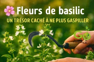 🌸 Fleurs de basilic : un trésor caché à ne plus gaspiller