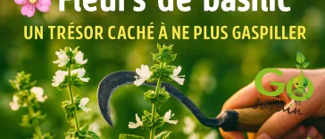 Fleurs de basilic blanches sur tiges vertes, récoltées avec une faucille traditionnelle au jardin – un trésor culinaire, médicinal et ornemental à ne plus gaspiller
