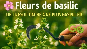 Fleurs de basilic blanches sur tiges vertes, récoltées avec une faucille traditionnelle au jardin – un trésor culinaire, médicinal et ornemental à ne plus gaspiller