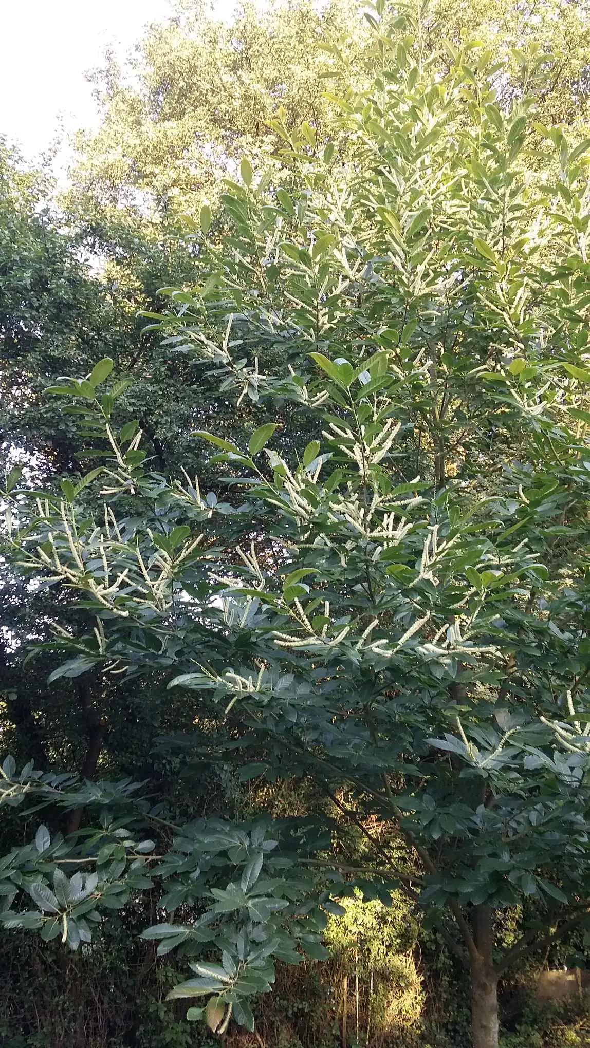 Fleurs de châtaignier en épis au printemps
