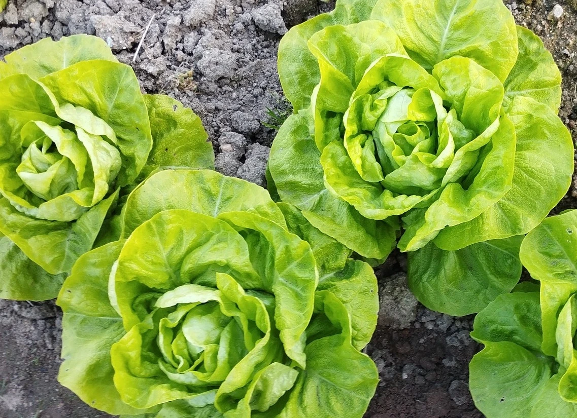 Laitues d’hiver cultivées sous châssis en septembre