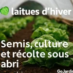 Laitues d’hiver cultivées sous châssis, feuilles vertes et croquantes prêtes à être récoltées en plein hiver