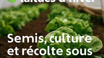 Laitues d’hiver cultivées sous châssis, feuilles vertes et croquantes prêtes à être récoltées en plein hiver