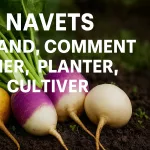 Plusieurs variétés de navets fraîchement récoltés au potager – Boule d’Or, Purple Top Milan, blanc, Petrowski et Tokyo Cross – avec conseils pour savoir quand et comment semer, planter et cultiver