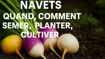 Plusieurs variétés de navets fraîchement récoltés au potager – Boule d’Or, Purple Top Milan, blanc, Petrowski et Tokyo Cross – avec conseils pour savoir quand et comment semer, planter et cultiver