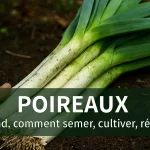 Poireaux fraîchement récoltés avec longues tiges blanches et fanes vertes, encore légèrement terreux, disposés sur un sol naturel, accompagnés de conseils pour savoir quand et comment semer, cultiver et récolter