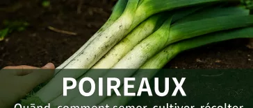 Poireaux fraîchement récoltés avec longues tiges blanches et fanes vertes, encore légèrement terreux, disposés sur un sol naturel, accompagnés de conseils pour savoir quand et comment semer, cultiver et récolter
