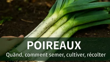 Poireaux fraîchement récoltés avec longues tiges blanches et fanes vertes, encore légèrement terreux, disposés sur un sol naturel, accompagnés de conseils pour savoir quand et comment semer, cultiver et récolter