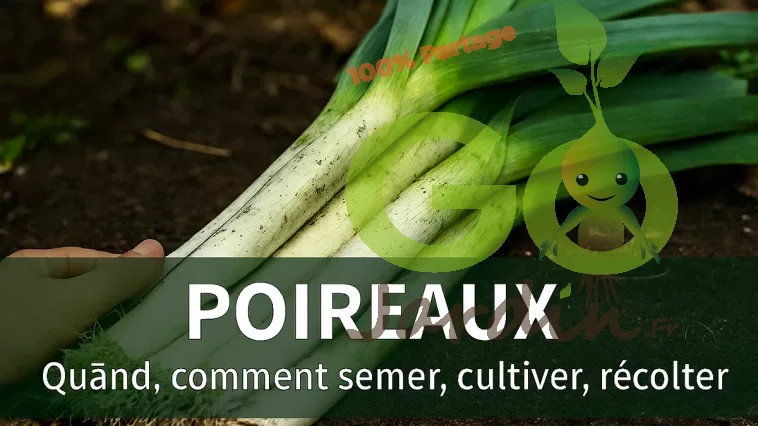 Poireaux fraîchement récoltés avec longues tiges blanches et fanes vertes, encore légèrement terreux, disposés sur un sol naturel, accompagnés de conseils pour savoir quand et comment semer, cultiver et récolter