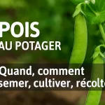 Gousses de pois vertes fraîches au potager avec fleurs blanches, texte “Quand, comment semer, cultiver, récolter” – guide pratique GoJardin