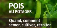 Gousses de pois vertes fraîches au potager avec fleurs blanches, texte “Quand, comment semer, cultiver, récolter” – guide pratique GoJardin