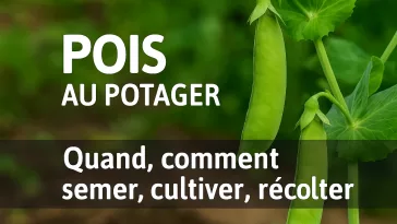 Gousses de pois vertes fraîches au potager avec fleurs blanches, texte “Quand, comment semer, cultiver, récolter” – guide pratique GoJardin