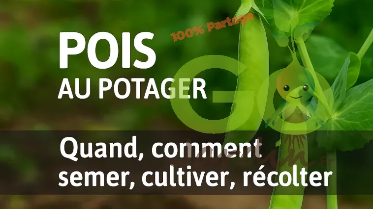 Gousses de pois vertes fraîches au potager avec fleurs blanches, texte “Quand, comment semer, cultiver, récolter” – guide pratique GoJardin