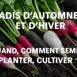 Plusieurs variétés de radis d’hiver fraîchement récoltés au potager – radis noir, rose de Chine, violet de Gournay, Green Meat et Daïkon – avec conseils pour savoir quand et comment semer, planter et cultiver