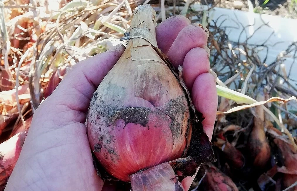 Bulbes d’échalotes fraîchement récoltés