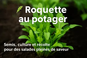 🌿 Roquette – Le piquant qui réveille l’hiver