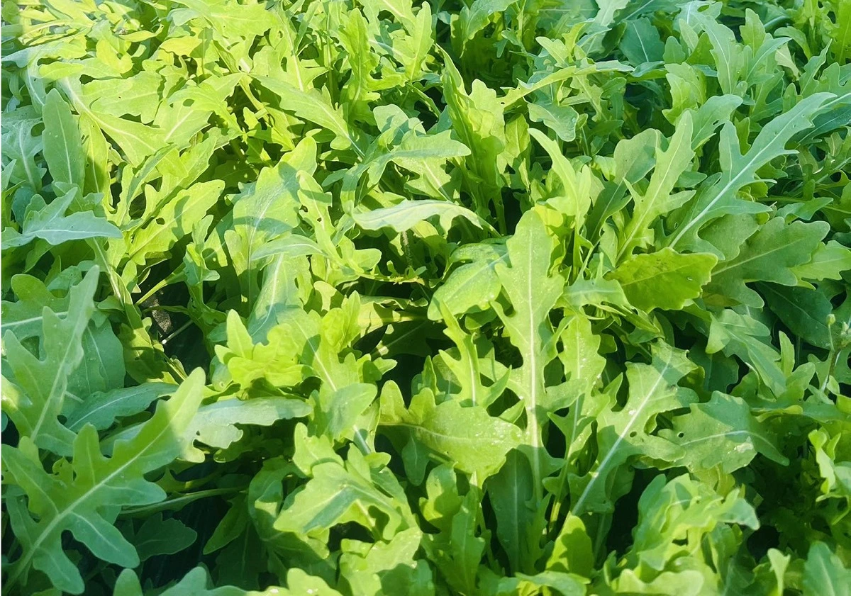 Roquette au potager en septembre