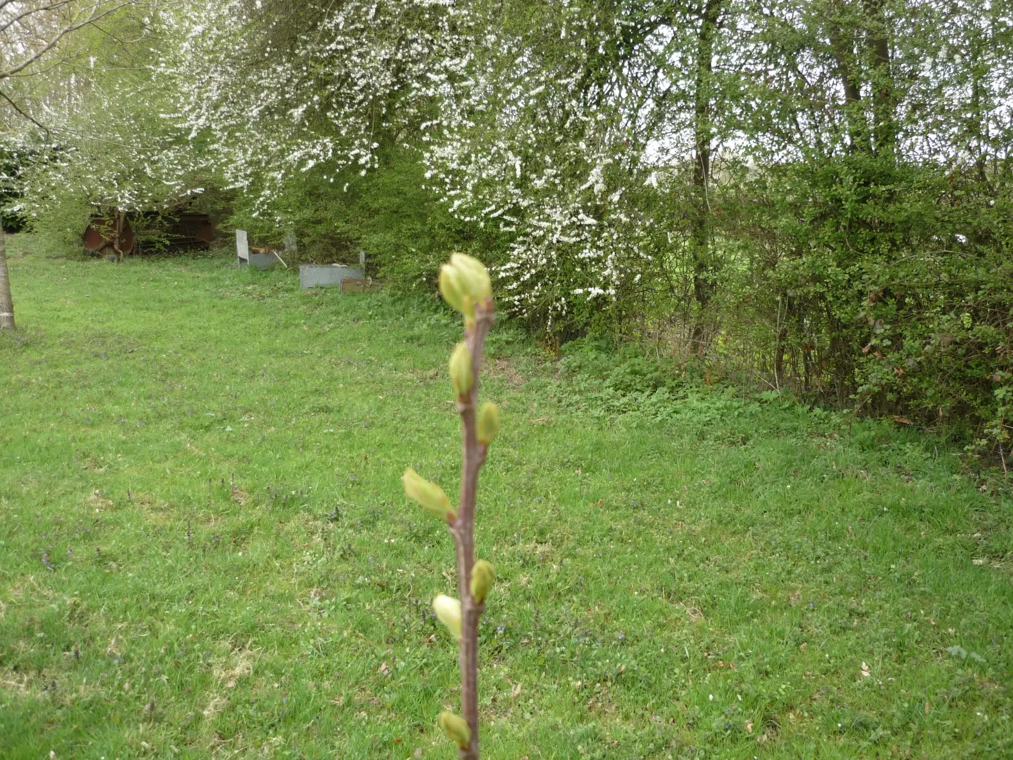 Scion de châtaignier planté en 2006 par Mustapha Kashi