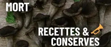 Trompettes de la mort – recettes et méthodes de conservation (séchage, congélation, bocaux, huile, pickles)