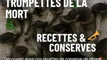 Trompettes de la mort – recettes et méthodes de conservation (séchage, congélation, bocaux, huile, pickles)