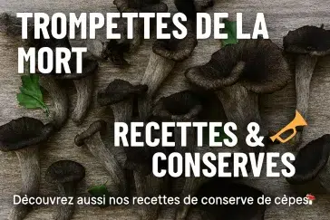 Trompettes de la mort – recettes et méthodes de conservation (séchage, congélation, bocaux, huile, pickles)