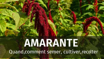 Amarante rouge, verte et violette cultivée au potager, panicules florales spectaculaires, avec texte “Quand, comment semer, cultiver, récolter” – guide pratique GoJardin