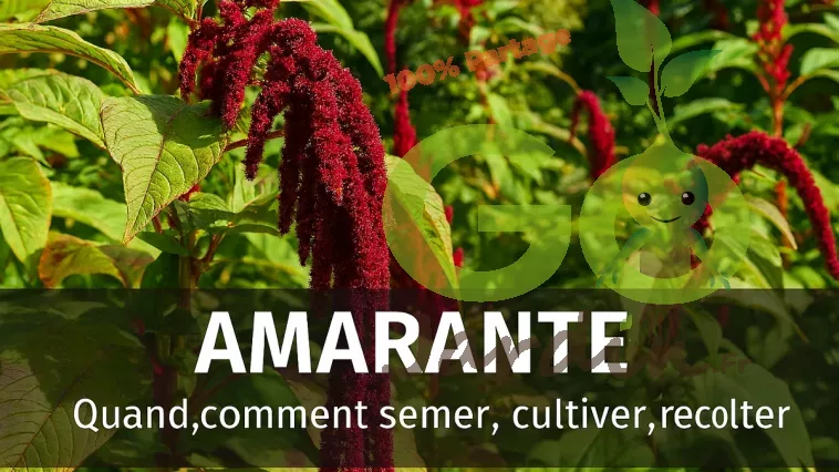Amarante rouge, verte et violette cultivée au potager, panicules florales spectaculaires, avec texte “Quand, comment semer, cultiver, récolter” – guide pratique GoJardin