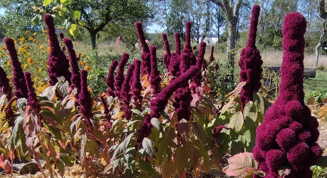 Amarante rouge au potager