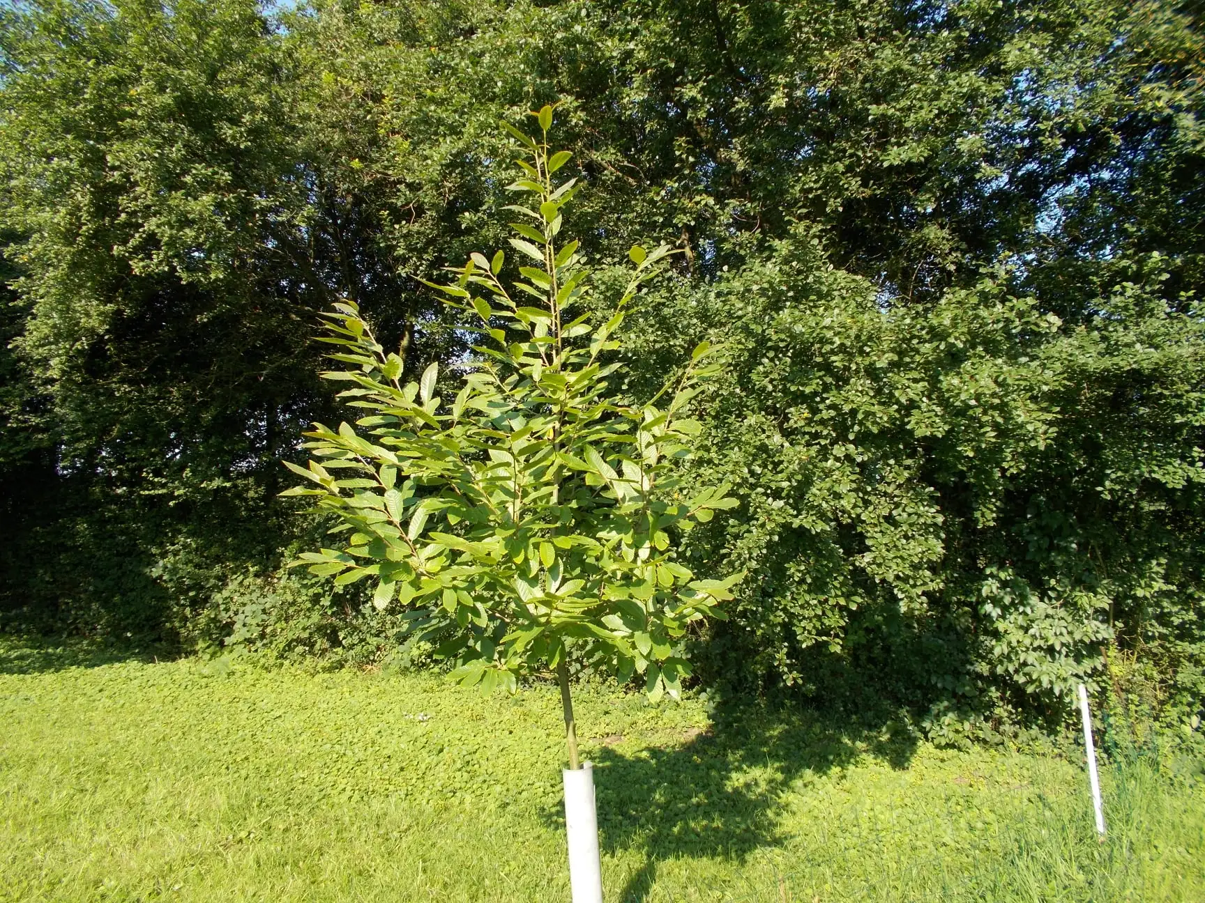 Jeune châtaignier protégé par un tuteur et une gaine