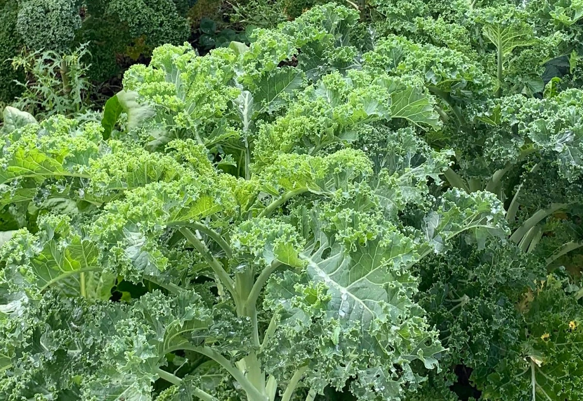 choux kale : variétés, entretien, astuces et bienfaits nutritionnels pour profiter du superaliment de l’hiver.
