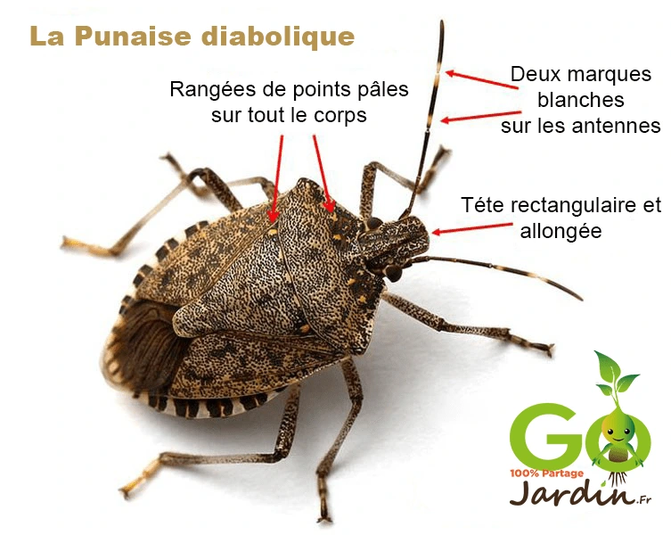 comment reconnaitre la punaise brune diabolique