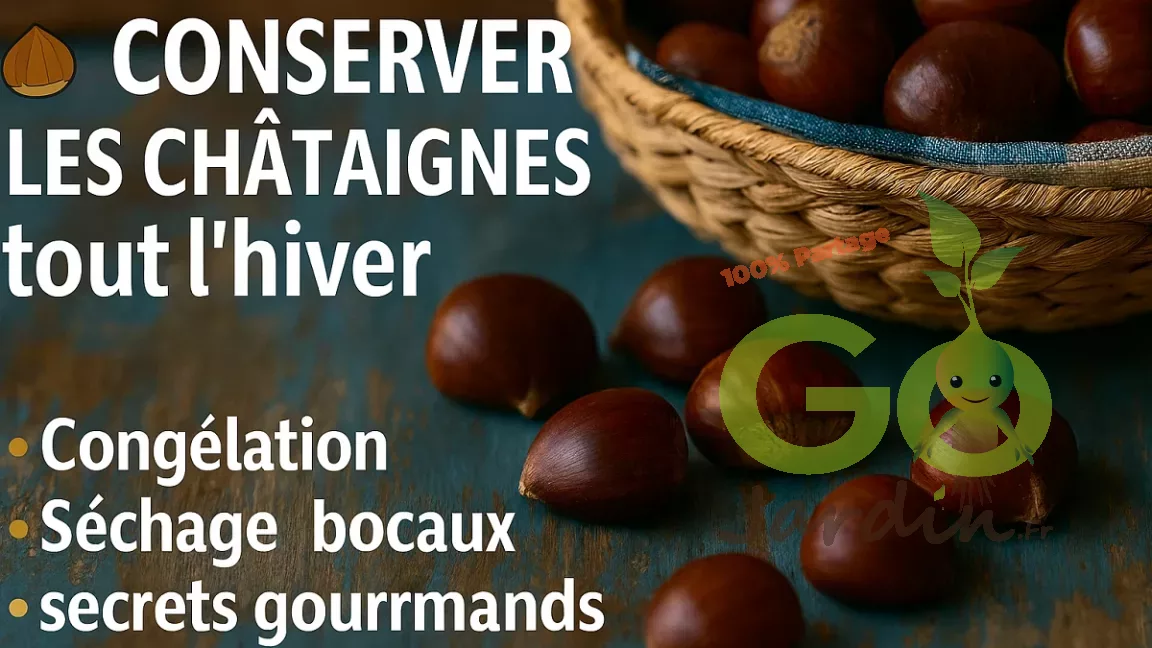 Panier et châtaignes fraîches sur fond rustique bleu, illustration des méthodes de conservation : congélation, séchage, bocaux et astuces gourmandes