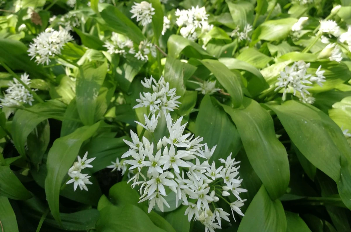 Ail des ours, ail sauvage cultivé au jardin