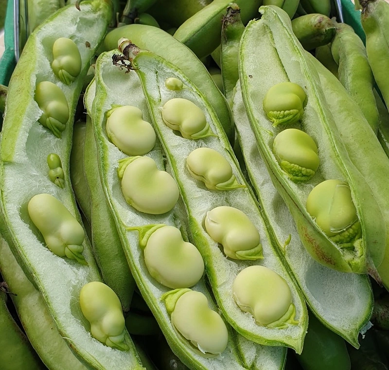 Fèves cultivées au potager semis en Mars