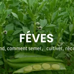 Gousses de fèves vertes fraîches au potager, bande titre “Quand, comment semer, cultiver et récolter”