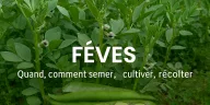 Gousses de fèves vertes fraîches au potager, bande titre “Quand, comment semer, cultiver et récolter”