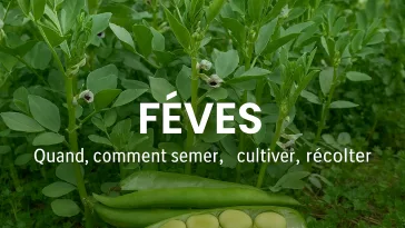 Gousses de fèves vertes fraîches au potager, bande titre “Quand, comment semer, cultiver et récolter”