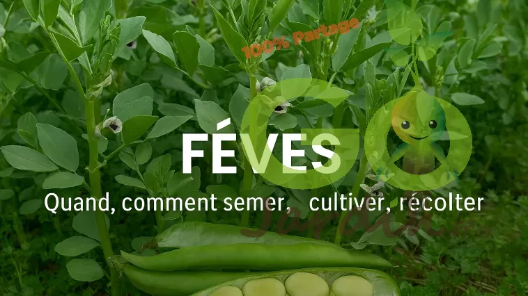 Gousses de fèves vertes fraîches au potager, bande titre “Quand, comment semer, cultiver et récolter”