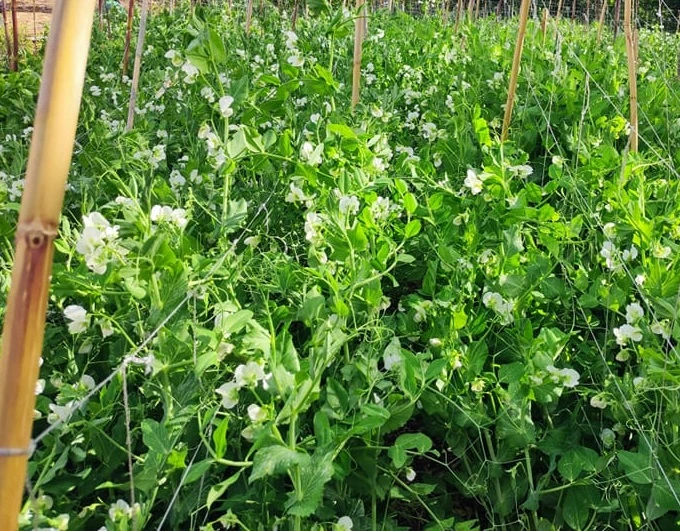 Pois verts frais au potager